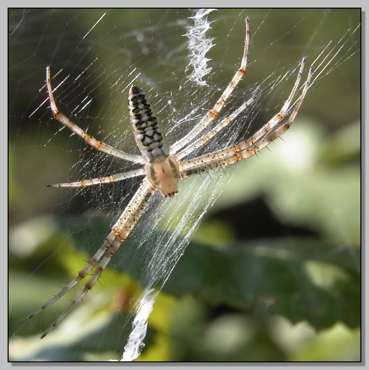 Argiope (giovane) acrobata